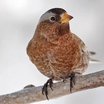 Gray-crowned Rosy-Finch